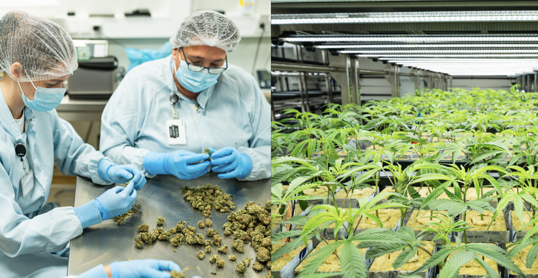 Cannabis cultivation facility showing laboratory processing of buds and indoor hydroponic growing operation with young plants under LED lighting systems.