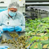 Cannabis cultivation facility showing laboratory processing of buds and indoor hydroponic growing operation with young plants under LED lighting systems.