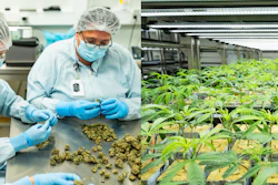 Cannabis cultivation facility showing laboratory processing of buds and indoor hydroponic growing operation with young plants under LED lighting systems.