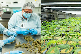 Cannabis cultivation facility showing laboratory processing of buds and indoor hydroponic growing operation with young plants under LED lighting systems.